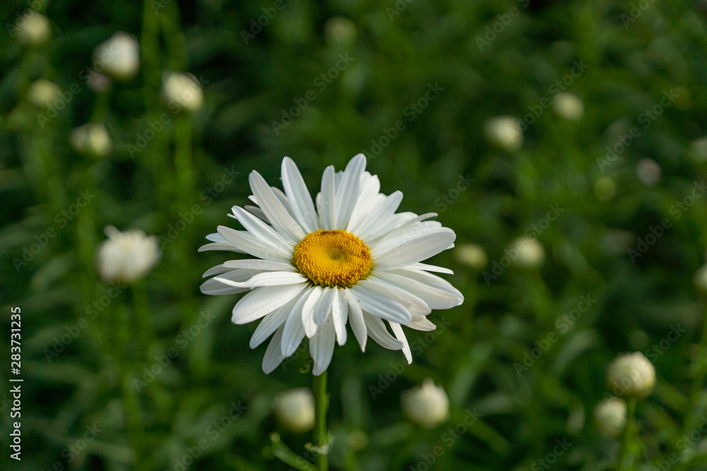 Flowering garden large chamomile. Bush chamomile varieties Leucanthus and Alaska. Flowering garden large chamomile. Bush chamomile varieties Leucanthus and Alaska.