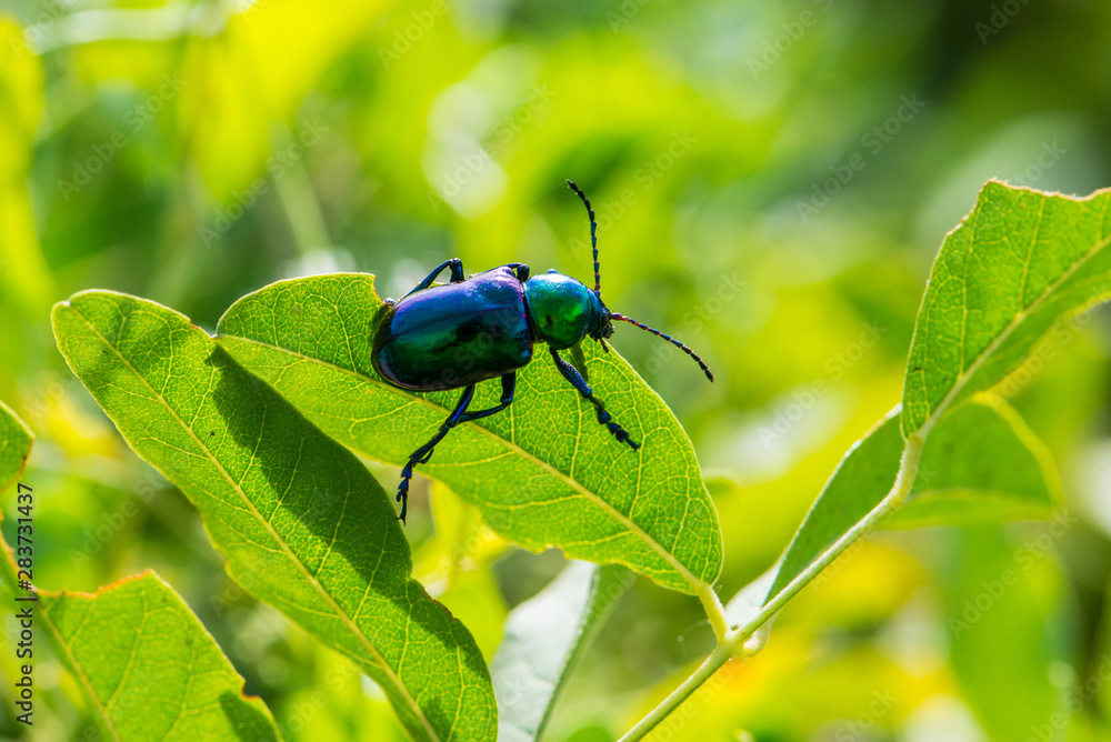Leaf beetle Chrysochares asiaticus in summer day Leaf beetle Chrysochares asiaticus in summer day