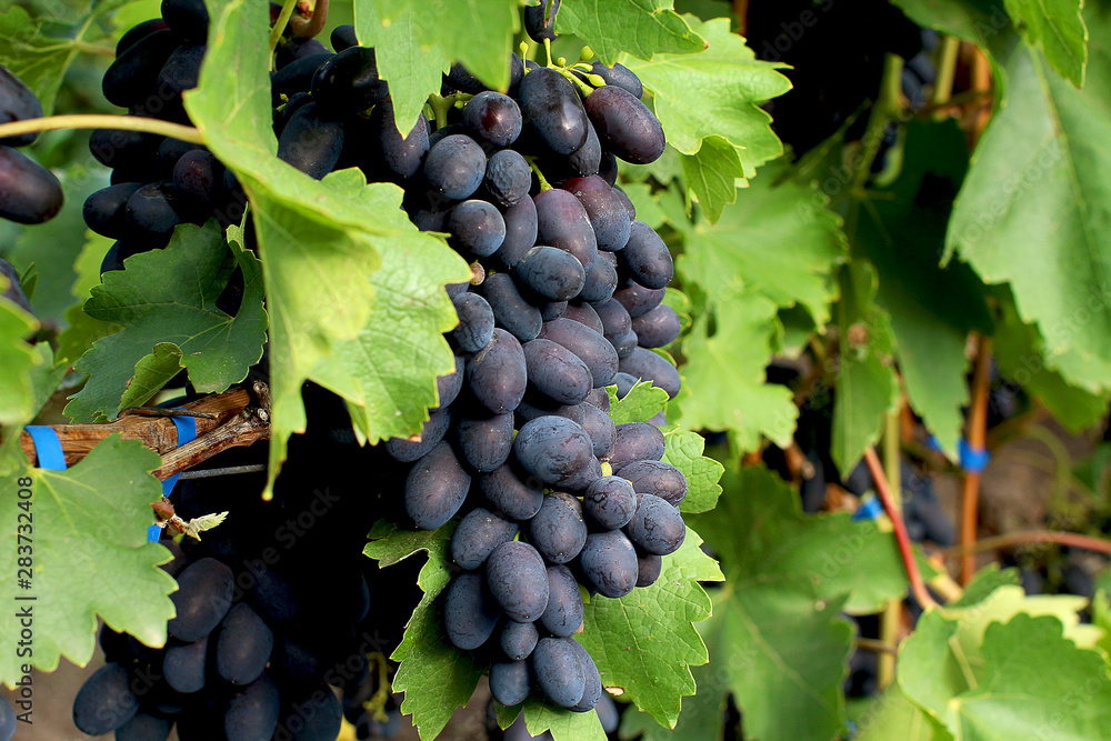 Ripe bunch of grapes Kadryanka on a grape bush