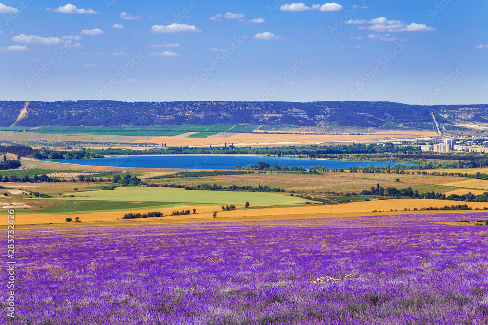 Field of wheat and lavender field in Crimea.