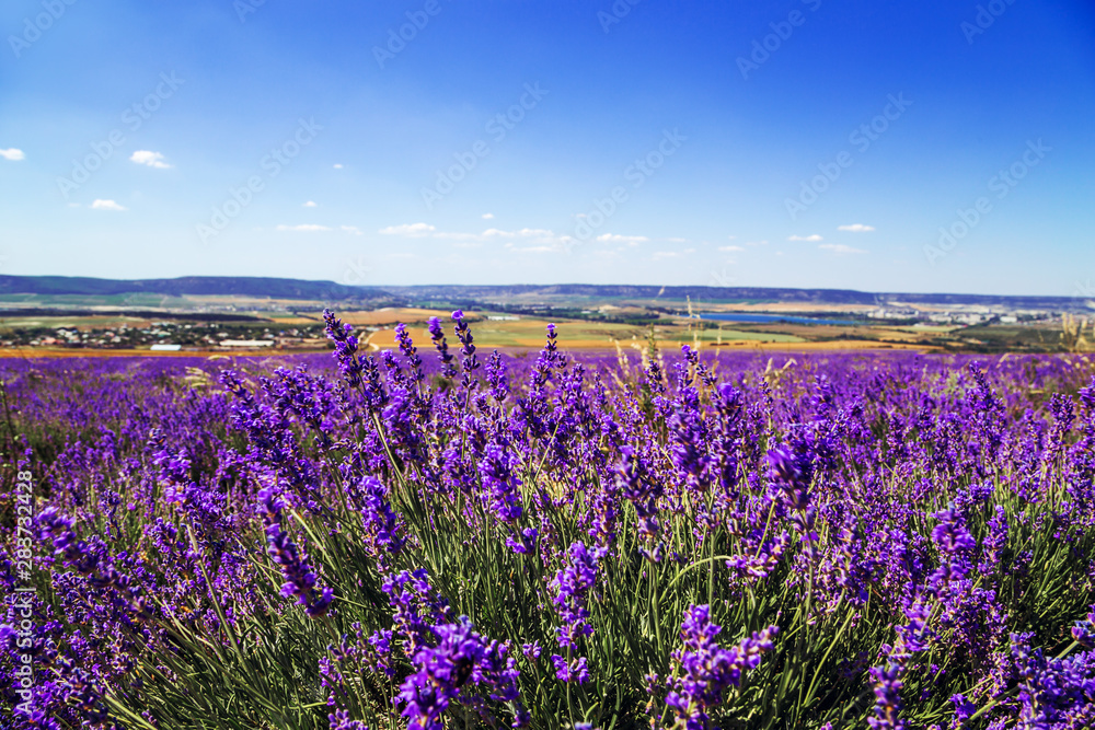 Lavender field in the Crimea. Magnificent summer landscape.