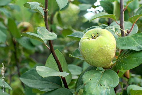 Ripening quince of Angers on a tree