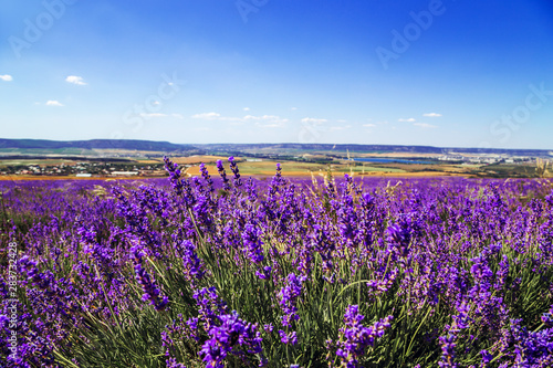 Lavender field in the Crimea. Magnificent summer landscape.