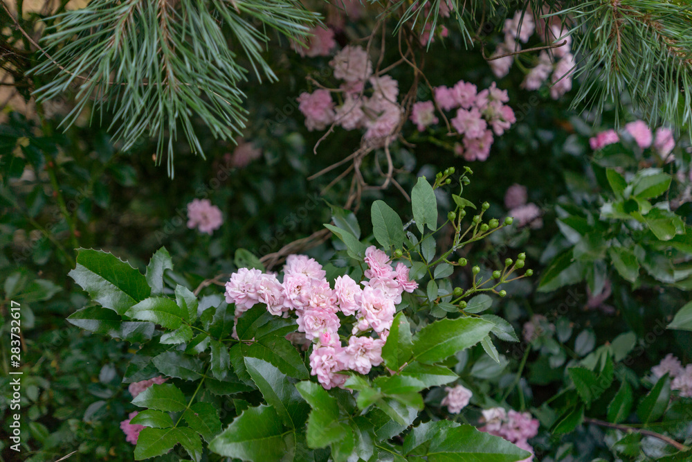 Flowering garden decorative rose bush. A pink bush blooms under a pine tree. Rose bush among garden plants. Flowering garden decorative rose bush. A pink bush blooms under a pine tree. Rose bush among garden plants.