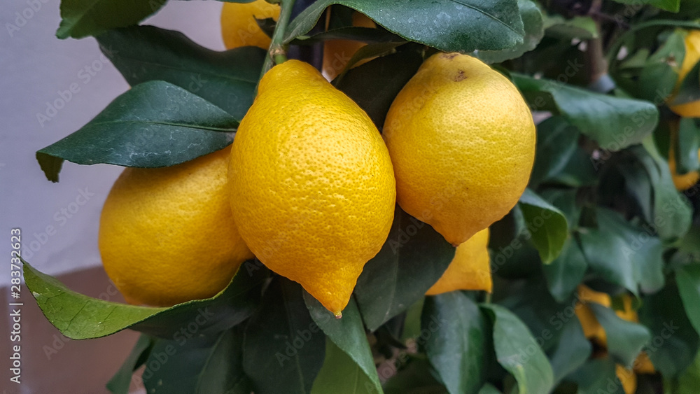 Juicy Organic Lemons Grown in the Garden