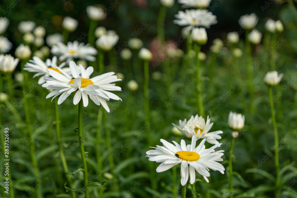 Flowering garden large chamomile. Bush chamomile varieties Leucanthus and Alaska. Flowering garden large chamomile. Bush chamomile varieties Leucanthus and Alaska.