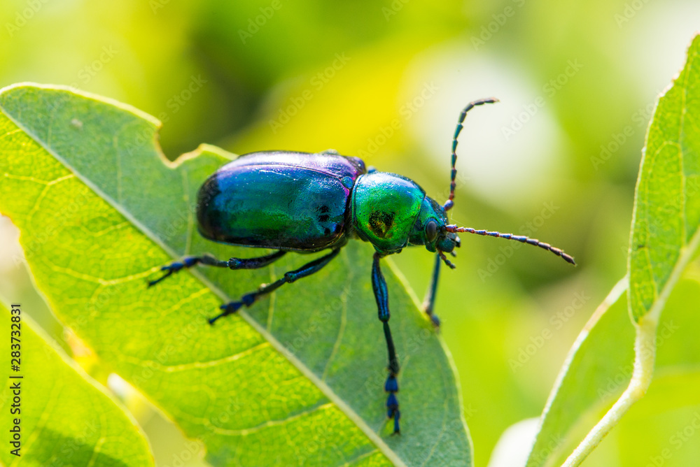 Leaf beetle Chrysochares asiaticus in summer day Leaf beetle Chrysochares asiaticus in summer day