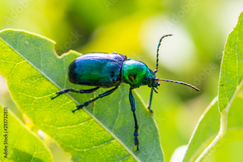 Leaf beetle Chrysochares asiaticus in summer day