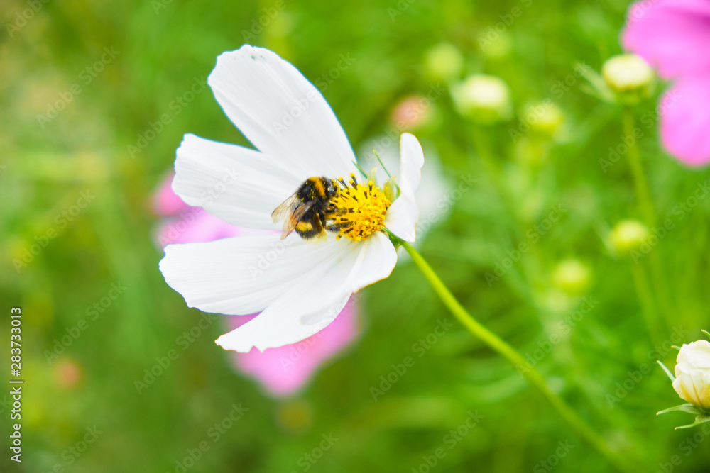 Obraz premium Bumblebee sitting on a white daisy close up
