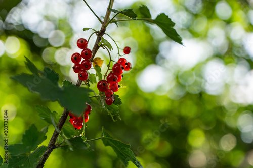 Branches of red and black currant. Bright, ripe, juicy berries of black and red currants. Ripe berries glow in the sun.