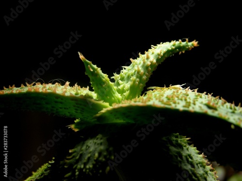 Succulent Aloe Rauha Cultivar. Nighttime aloe with bloody thorns. red warts and a sucker on lush green leaf. the inner green glow. photo