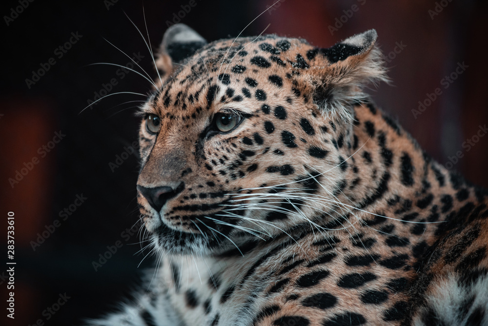 Beautiful portrait of a predatory animal. Leopard. Male. Beautiful portrait of a predatory animal. Leopard. Male.