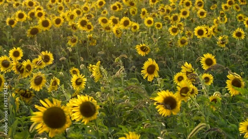 field of sunflowers
