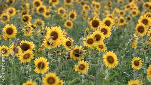 field of sunflowers