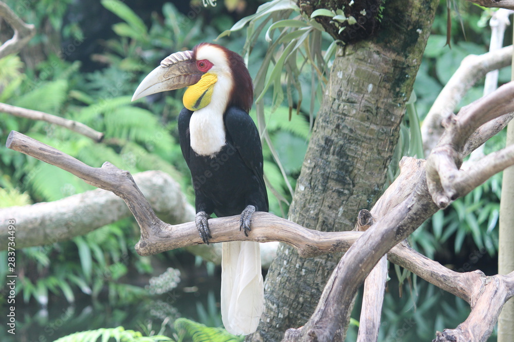 The Hornbill