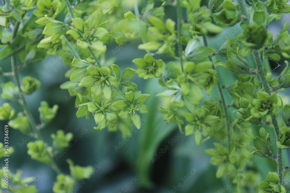 veratrum lobelianum green flowers close up, a soft light veratrum lobelianum green flowers close up, a soft light