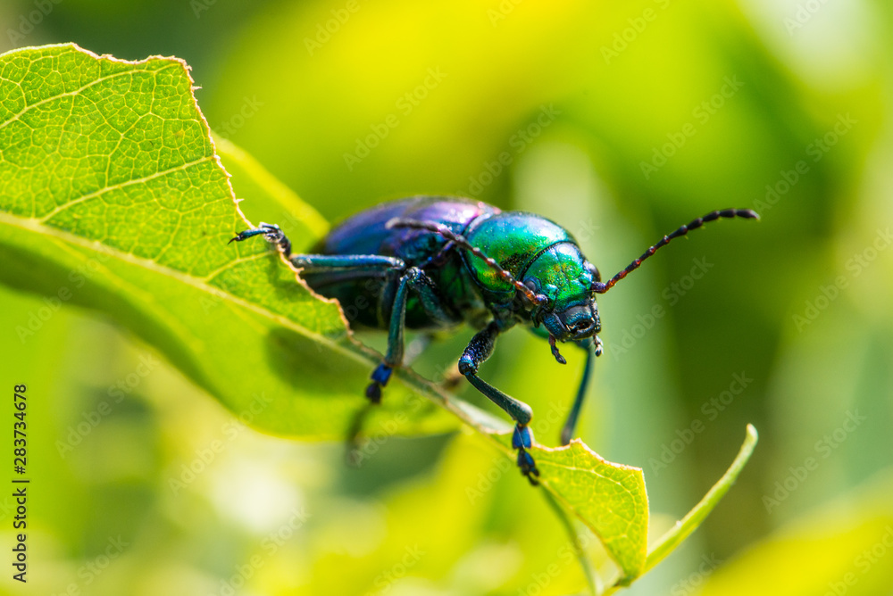 Leaf beetle Chrysochares asiaticus in summer day Leaf beetle Chrysochares asiaticus in summer day