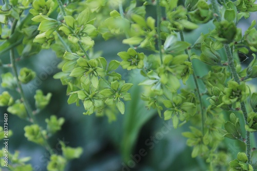 veratrum lobelianum green flowers close up, a soft light 