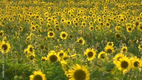 field of sunflowers
