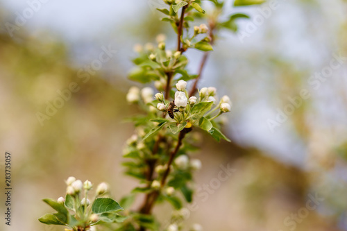 Bee sits on a flowering branch