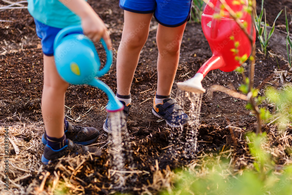 children water the vegetable garden children water the vegetable garden
