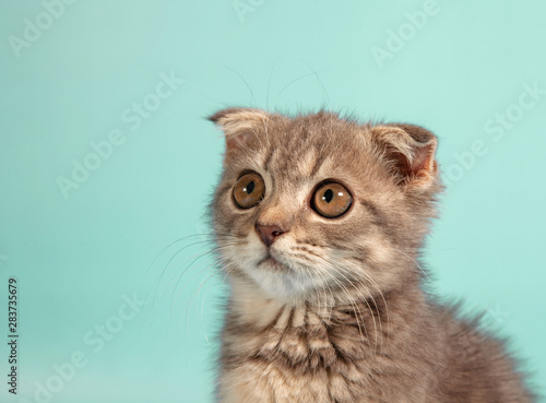 Scottish fold cat breed, age 3 months. Little scottish fold Cat cute ginger kitten in the fluffy pet is feeling happy and cat lovely comfortable . love to animals pet concept . © Nitiphonphat