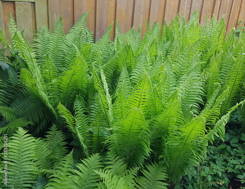 Trichterfarn, Baerlauch; Allium; ursinum