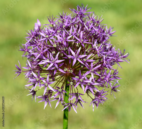 Sternkugel-Lauch, Allium cristophii photo