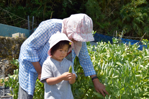 自家菜園の野菜を収穫するお婆ちゃんと孫 photo