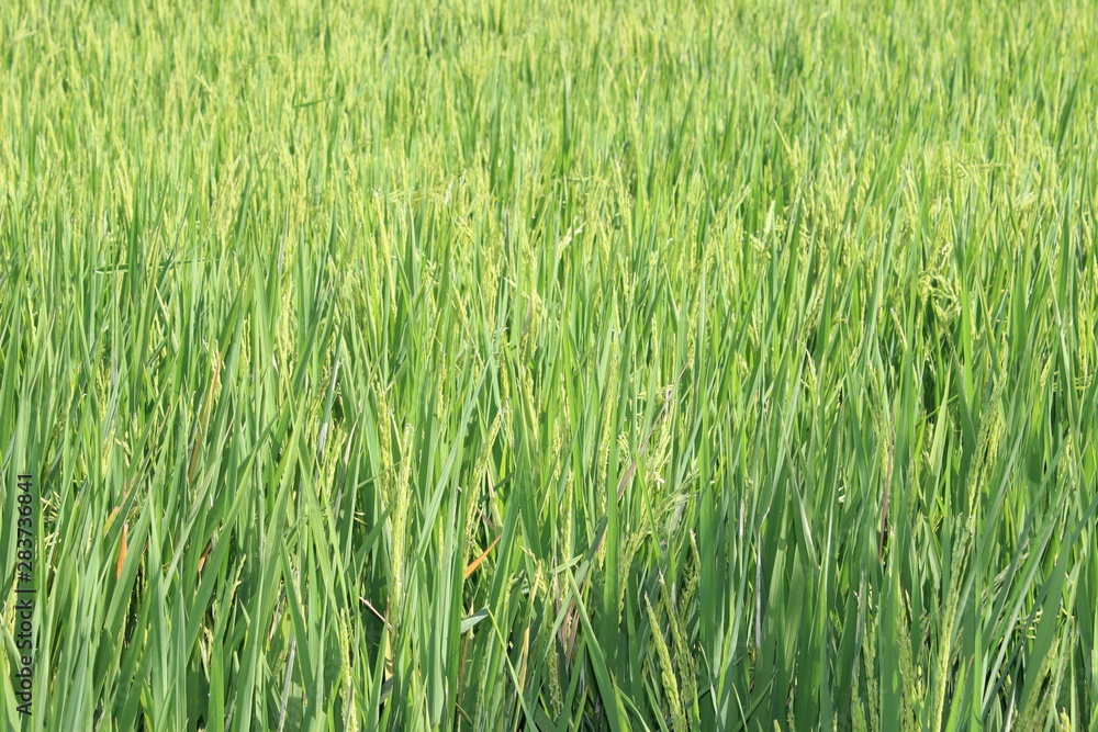 Paddy field Paddy field