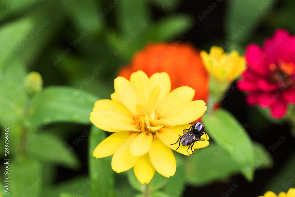 Chrysanthemum Flower are blooming in the park In the morning Chrysanthemum Flower are blooming in the park In the morning