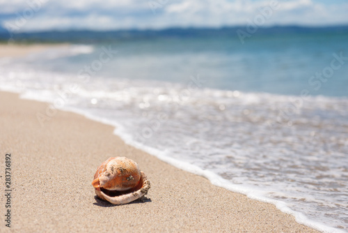 砂浜と貝殻 © 歌うカメラマン