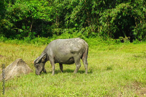 water buffalo eating grass in field.