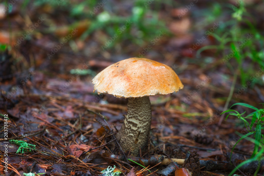 Fototapeta premium Boletus Mushroom in autumn forest close-up