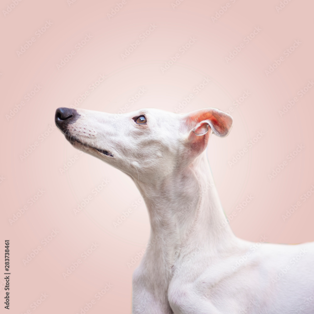 A curiosa whippet A curiosa whippet