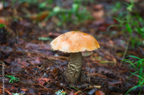 Boletus Mushroom in autumn forest close-up