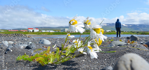 In fields where nothing grew but weeds, I found a flower at my feet.