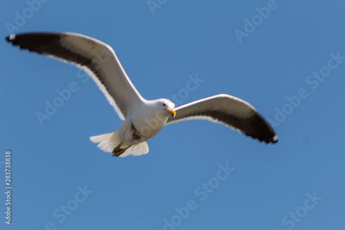Seagull  Larus dominicanus  flying with open wings in Southeast coast of Brazil