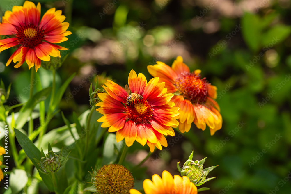 Beautiful orange garden flowers. Flowering in the Park, in the garden of lilies and Cynia. Beautiful orange garden flowers. Flowering in the Park, in the garden of lilies and Cynia.