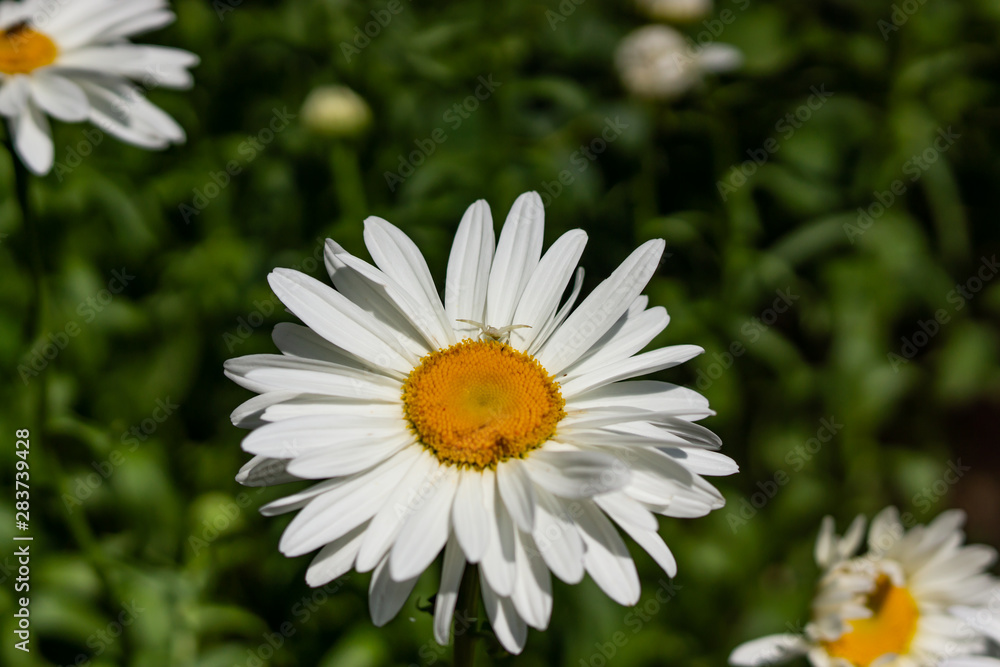 Obraz premium Flowering garden large chamomile. Bush chamomile varieties Leucanthus and Alaska.