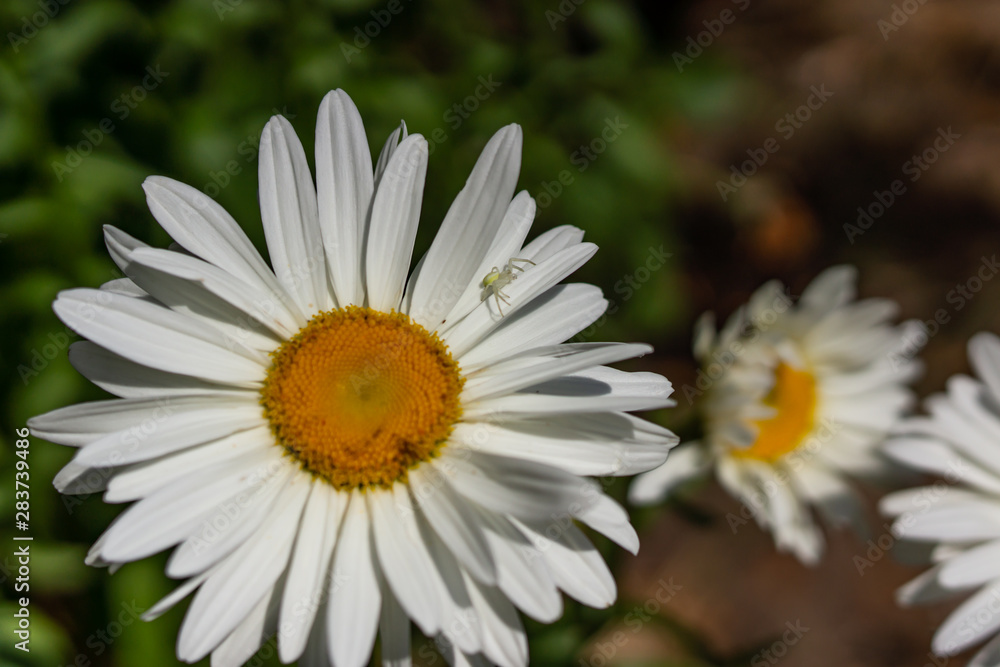 Flowering garden large chamomile. Bush chamomile varieties Leucanthus and Alaska. Flowering garden large chamomile. Bush chamomile varieties Leucanthus and Alaska.