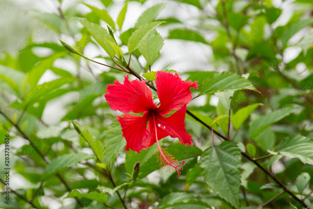 Hibiscus rosa-sinensis, known colloquially as Chinese hibiscus, China rose, Hawaiian hibiscus, rose mallow and shoeblackplant. Hibiscus rosa-sinensis, known colloquially as Chinese hibiscus, China rose, Hawaiian hibiscus, rose mallow and shoeblackplant.