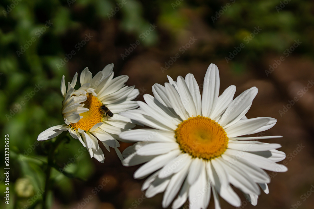 Flowering garden large chamomile. Bush chamomile varieties Leucanthus and Alaska. Flowering garden large chamomile. Bush chamomile varieties Leucanthus and Alaska.