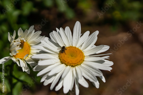 Flowering garden large chamomile. Bush chamomile varieties Leucanthus and Alaska. photo