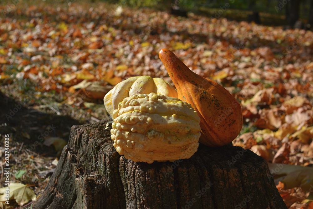 Autumn festival of harvest of decorative halloween pumpkins Autumn festival of harvest of decorative halloween pumpkins