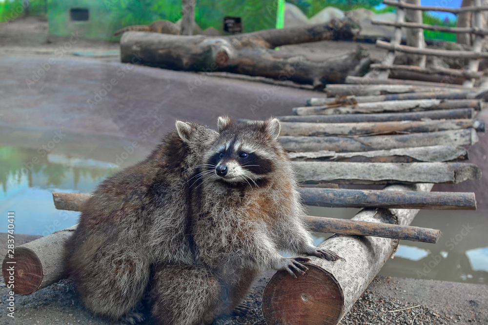 Obraz premium funny raccoons lovers having sex at the zoo