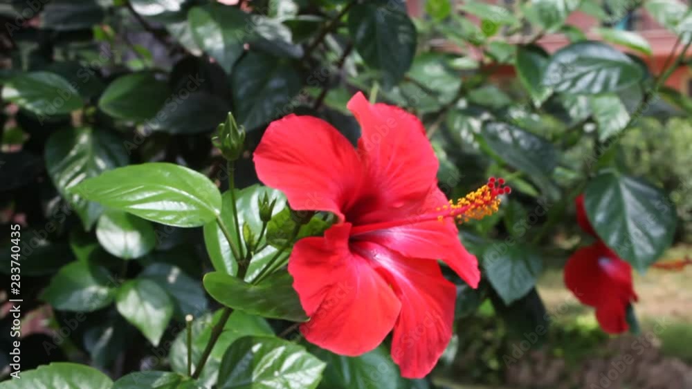 Large flower of red hibiscus Hibiscus rose sinensis swinging in the wind on green leaves natural background. Large flower of red hibiscus Hibiscus rose sinensis swinging in the wind on green leaves natural background.