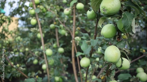 Wallpaper Mural Apples on tree. Green apples on the branch. Beautiful apples ripen on the tree. Torontodigital.ca