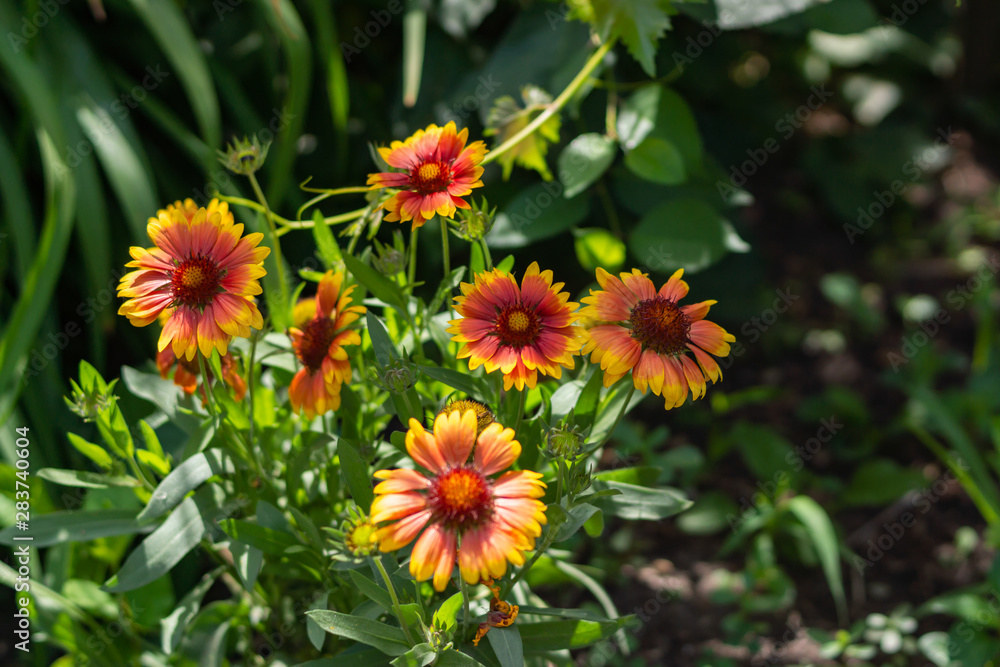 Beautiful orange garden flowers. Flowering in the Park, in the garden of lilies and Cynia. Beautiful orange garden flowers. Flowering in the Park, in the garden of lilies and Cynia.
