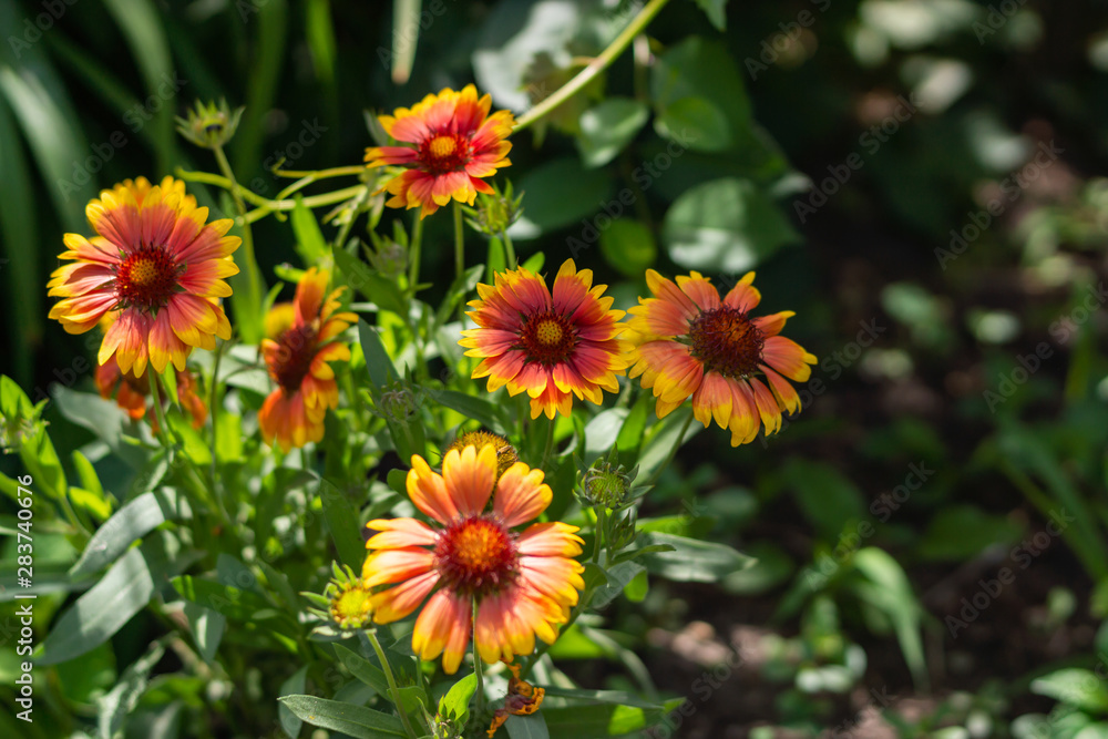 Beautiful orange garden flowers. Flowering in the Park, in the garden of lilies and Cynia. Beautiful orange garden flowers. Flowering in the Park, in the garden of lilies and Cynia.